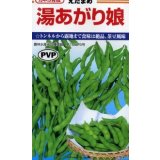 送料無料　[枝豆]　湯あがり娘　約100粒　カネコ種苗(株)