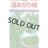 送料無料　[枝豆]　湯あがり娘　約100粒　カネコ種苗（株）(株)