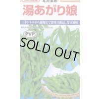 [枝豆]　湯あがり娘　約100粒　カネコ種苗（株）