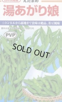 送料無料　[枝豆]　湯あがり娘　約100粒　カネコ種苗（株）(株)