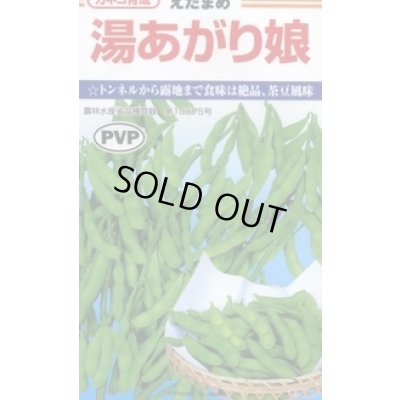 画像1: 送料無料　[枝豆]　湯あがり娘　約100粒　カネコ種苗（株）(株)