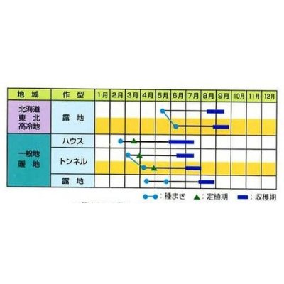 画像2: [枝豆]　ユキムスメ　70ml（およそ140粒）　雪印種苗(株）