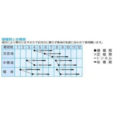 画像2: [レタス]　プレジデント　1ml　（株）タカヤマシード