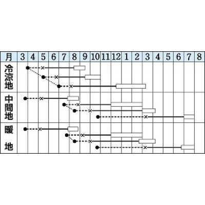 画像3: [キャベツ]　四季穫　2000粒　タキイ種苗（株）