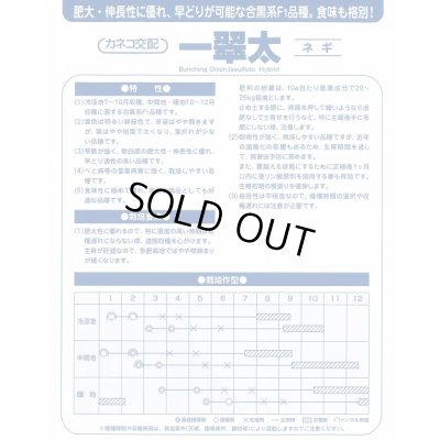 画像2: [ねぎ] 一翠太 20ml カネコ種苗（株）