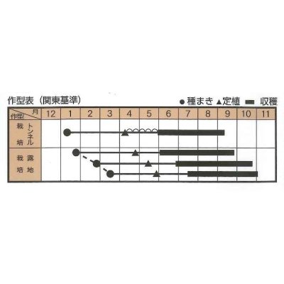 画像2: [なす]　炒めて台湾　100粒　トキタ種苗（株）