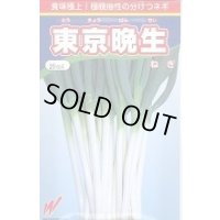 送料無料　[ねぎ]　東京晩生　20ml　渡辺農事(株)