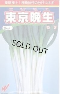 送料無料　[ねぎ]　東京晩生　20ml　渡辺農事(株)
