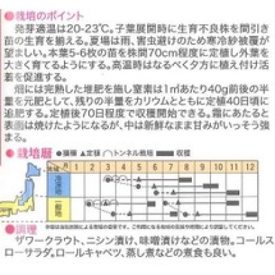 画像2: [キャベツ]　超大球　1ml　トキタ種苗（株）