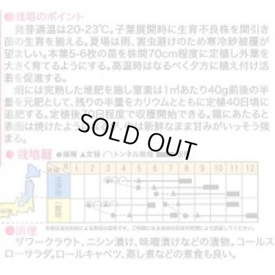 画像2: [キャベツ] 超大球 1ml トキタ種苗(株)