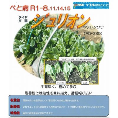 画像3: 送料無料　[ほうれんそう]　ジュリオン　40ml　トキタ種苗(株)