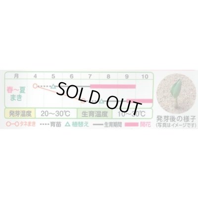画像2: 送料無料　花の種　カンナ　トロピカル　サマーミックス　小袋　タキイ種苗(株)NL300
