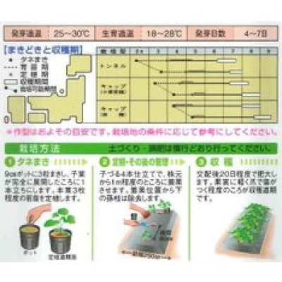画像2: 送料無料　[カンピョウ]　10貫目大丸かんぴょう　22粒　タキイ種苗　GF