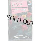 送料無料　花の種　カンナ　トロピカル　サマーミックス　小袋　タキイ種苗(株)NL300