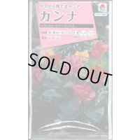 送料無料　花の種　カンナ　トロピカル　サマーミックス　小袋　タキイ種苗(株)NL300