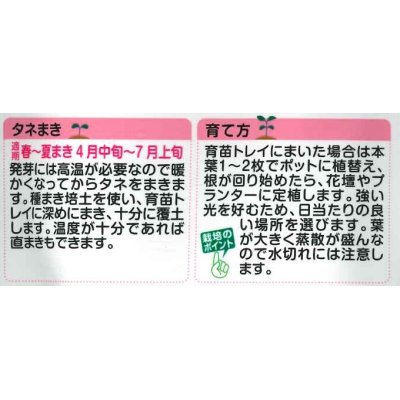 画像3: 花の種　カンナ　トロピカル　サマーミックス　小袋　タキイ種苗（株）