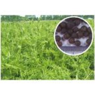 画像3: [緑肥]　ヘアリーベッチ　寒太郎　(サバン)　1kg　雪印種苗(株)