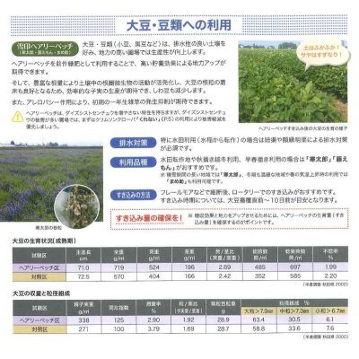 画像4: [緑肥]　ヘアリーベッチ　寒太郎　(サバン)　1kg　雪印種苗(株)