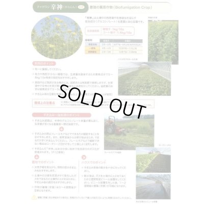 画像8: [緑肥] チャガラシ 辛神 500g 雪印種苗(株)