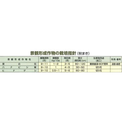 画像5: [景観形成作物] 菜の花 500g カネコ種苗（株）