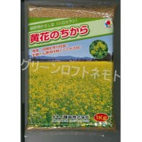 [緑肥]　からしな　黄花のちから　 1kg　タキイ種苗（株）