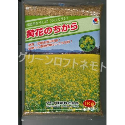 画像1: [緑肥]　からしな　黄花のちから　 1kg　タキイ種苗（株）