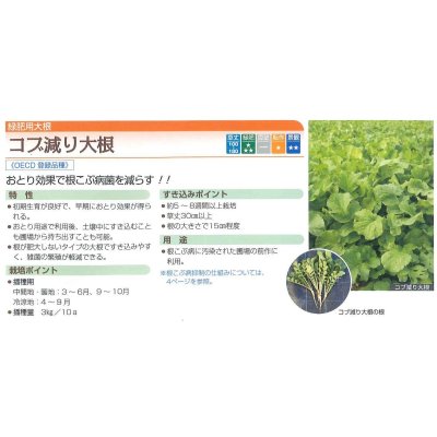 画像2: [緑肥]　大根　コブ減り大根 1kg　タキイ種苗（株）