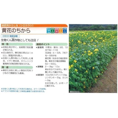 画像2: [緑肥]　からしな　黄花のちから　 1kg　タキイ種苗（株）