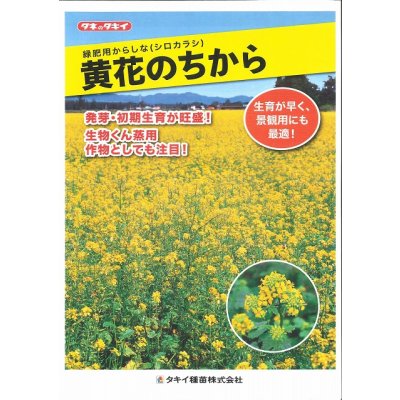 画像5: [緑肥]　からしな　黄花のちから　1kg　タキイ種苗(株)