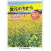 画像5: [緑肥]　からしな　黄花のちから　 1kg　タキイ種苗（株）