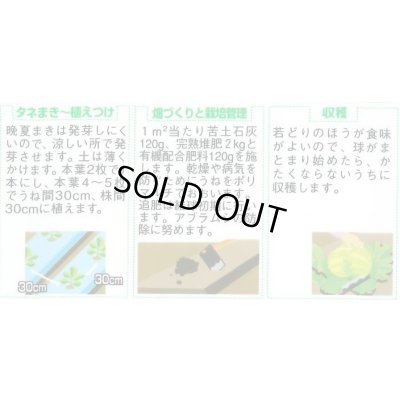 画像2: 送料無料　[レタス]　キングクラウン　約550粒　(株)サカタのタネ　実咲350（003025）
