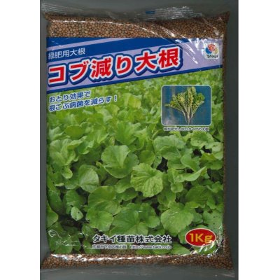 画像1: [緑肥]　大根　コブ減り大根 1kg　タキイ種苗（株）