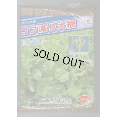 画像1: [緑肥] 大根 コブ減り大根 1kg タキイ種苗(株)
