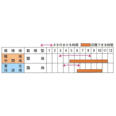 画像3: [キュウリ]　ときわ光明　20粒　（株）（株）ときわ研究場