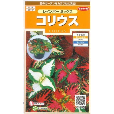 画像1: 花の種　コリウス　レインボーミックス　　約72粒　サカタのタネ（株）実咲200