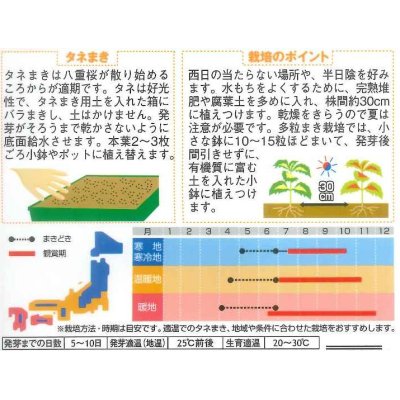 画像2: 花の種　コリウス　レインボーミックス　　約72粒　サカタのタネ（株）実咲200