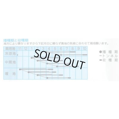 画像2: [人参] 高農鮮紅五寸 20ml (株)タカヤマシード
