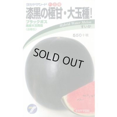画像1: 送料無料　[スイカ]　大玉スイカ　ブラックボス　8粒　(株)タカヤマシード