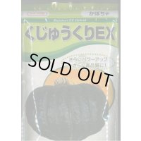 送料無料　[かぼちゃ]　くじゅうくりEX南瓜　500粒　カネコ種苗（株）