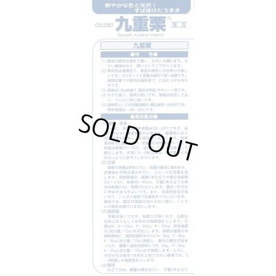 画像4: 送料無料　[かぼちゃ]　九重栗　1000粒　カネコ交配