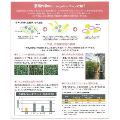 画像7: [緑肥]　チャガラシ　辛神　500g　雪印種苗(株)