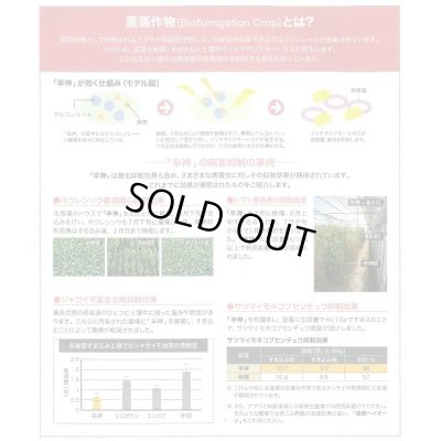 画像7: [緑肥] チャガラシ 辛神 500g 雪印種苗(株)