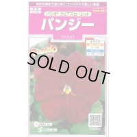 花の種　パンジー　パシオ　 クリアスカーレット　約34粒　　サカタのタネ（株）実咲350