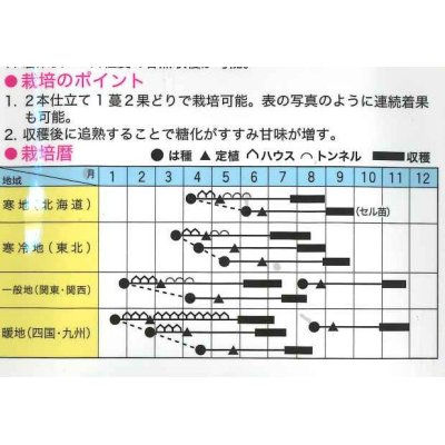 画像3: [かぼちゃ]　くり将軍　7粒　トキタ種苗（株）