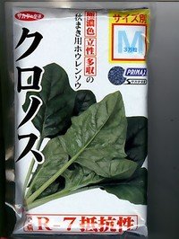 [ほうれんそう]　クロノス　種子サイズ：M　3万粒　（株）サカタのタネ