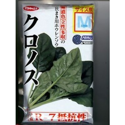 画像1: [ほうれんそう]　クロノス　種子サイズ：M　3万粒　（株）サカタのタネ