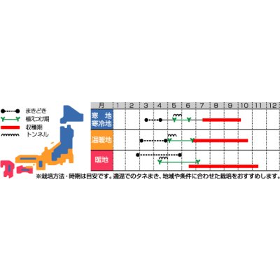 画像3: 送料無料　[トマト/ミニトマト]　キャロルロゼ(すずなりピンク)13粒　(株)サカタのタネ実咲550（002825）