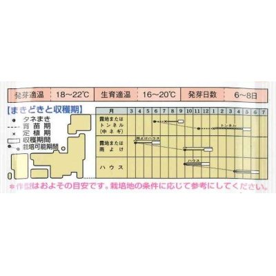 画像3: シーダー種子　ネギ　京千緑　1粒×1cm間隔×200ｍ