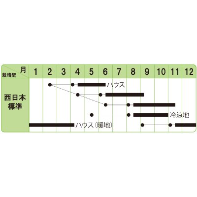 画像3: [ハーブの種]　コリアンダー　パクチー　晩抽系　1dl（およそ3600粒）　中原採種場（株）