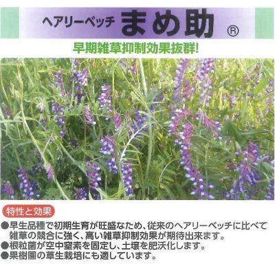 画像5: [緑肥]　ヘアリーベッチ　まめ助　1kg　雪印種苗(株)